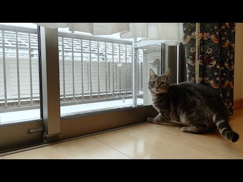 はじめての雪に興奮する猫