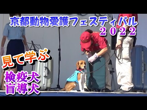 検疫犬・盲導犬の仕事としつけ　（京都動物愛護フェスティバル2022）京都動物愛護センター