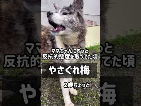 ヤサグレてた頃から今へ #秋田犬 #犬のいる暮らし