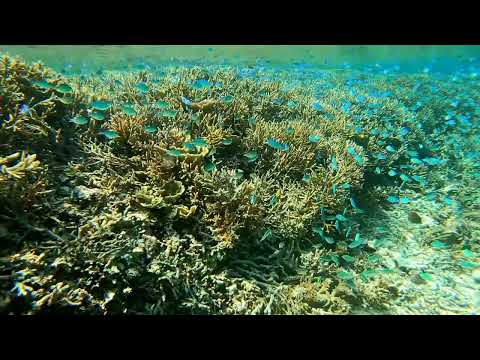 テバスズメダイの群れ！ - 石垣島米原ビーチ