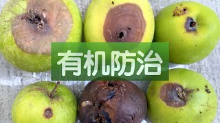 【有机防治苹果虫害】用安全无毒方法对付苹果/梨害虫Codling Moth