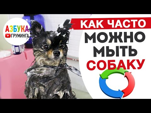 Как часто можно мыть собаку? Проблемы частого мытья