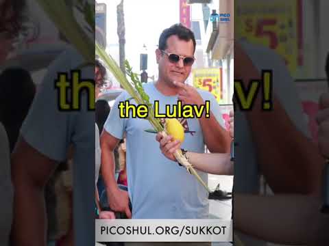 What is a Lulav? We went to Hollywood to find out. #lulav #succot #sukkot #etrog #judaism #jewish