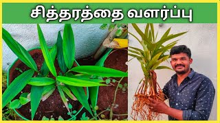 சித்தரத்தை செடி வளர்ப்பு மற்றும் மருத்துவ பயன்கள். Chitharathai Chedi Valarpu