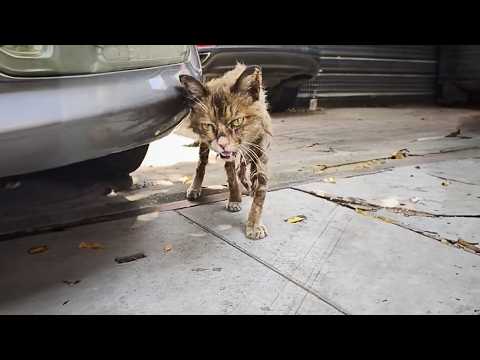 The malnourished stray cat tried its best to approach passersby, seeking food, but no one cared.💔