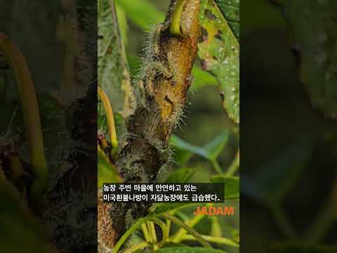 Spread of Fall Webworm Moth Nationwide, a National Effort to Control It 미국흰불나방 전국 확산, 국가적으로 방제 총력전