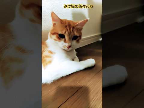 長い猫part2　#ねこのいる生活 #cute#茶トラ#cat