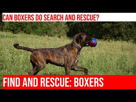 Can Boxers Be Trained for Search & Rescue? Find Out Now!