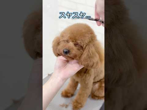 【トリミング中】どんな夢を見てるのかな？？😴スヤスヤ寝ちゃうトイプードル♡