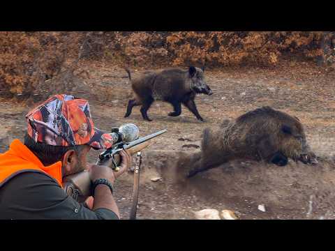 GIANT MONSTER BOAR HUNTS: Incredible SHOTS, Breathtaking DRONE Chase!