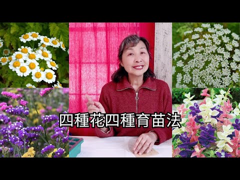 【園藝】四種花四種不同的育苗方法｜實際操作怎樣育小白菊、鼠尾草、安妮蕾絲和星辰花