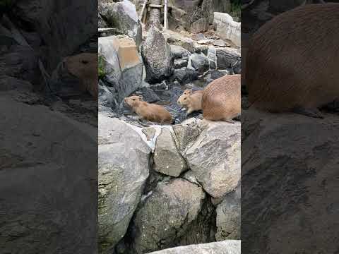 露天風呂を探検 赤ちゃんカピバラ(伊豆シャボテン動物公園) #capybara #Shorts