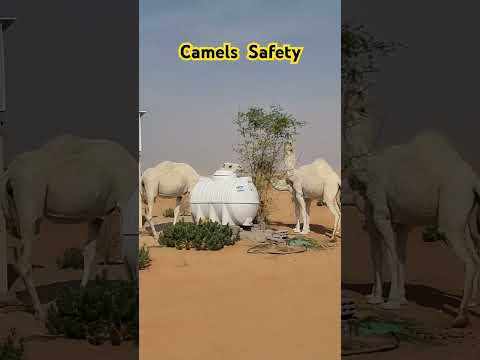 Camels Safety #animals #safety #ksa #beautiful #Camels #saudivision2030 #saudiarabia #we #love #you