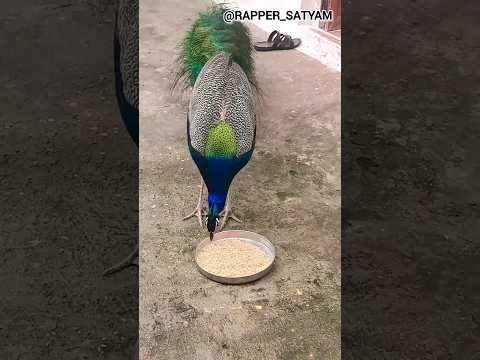 #peacock