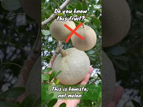 KAWISTA FRUIT IS NOT MELON  #shorts