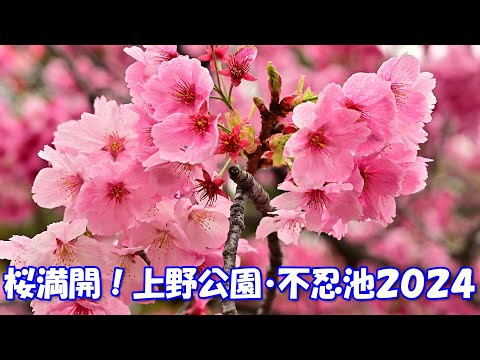 【4K】桜満開！上野公園、不忍池2024