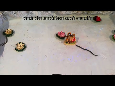 51 Ganpati of Raipur in 3 minute| 51 गणेशजी 3  मिनट