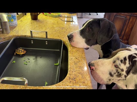 Curious Great Danes Accidently Bring Turtle Inside Thinking It's A Toy