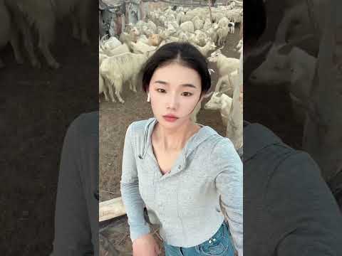 It’s not dark in Xinjiang right now #My Country Life #sheep #xinjiang