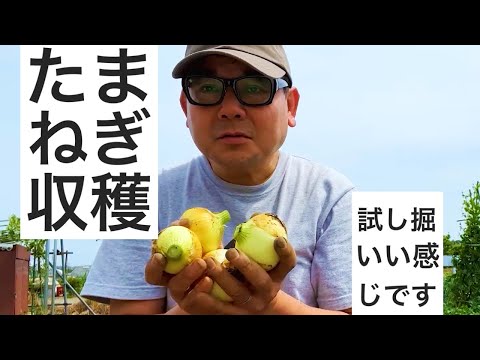 新玉ねぎの試し掘り作業