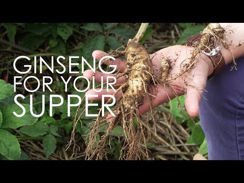 Ginseng For Your Supper | Hsu's Ginseng | Wisconsin Foodie