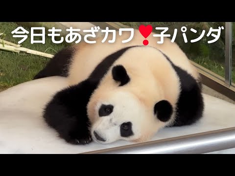 【楓浜 速報】これは..着ぐるみかな😂休日の人間みたいな子パンダ（癒し）🐼