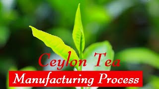 Ceylon Tea - Manufacturing Process