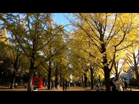 熊本県庁前のイチョウ並木が見頃