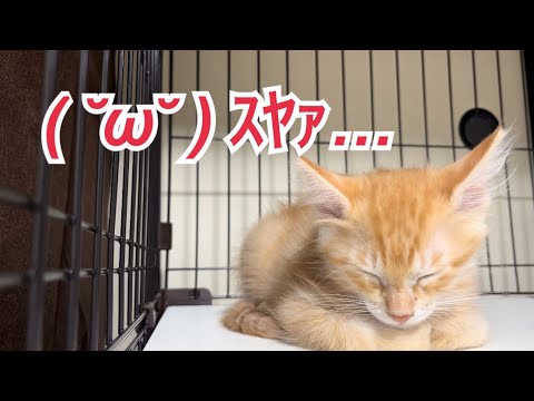 すやすや子猫 食べちゃいたいくらい可愛い