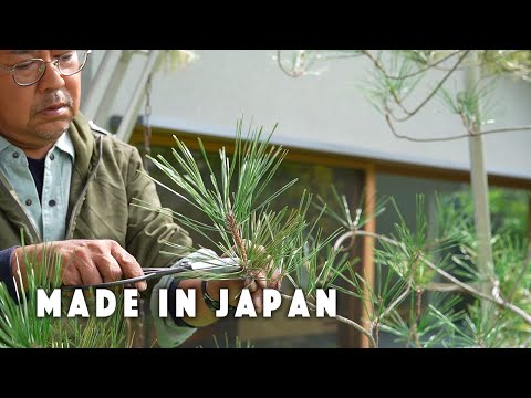 Japanese pruning the garden near Horyuji, the oldest wooden building in the world. ASMR