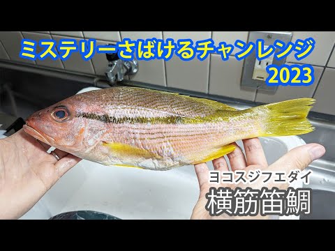 ヨコスジフエダイをさばいた、ミステリーさばけるチャレンジ2023🐟