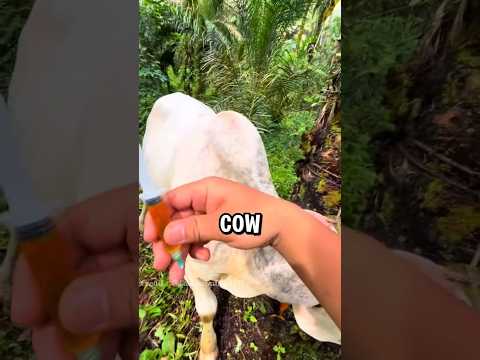 Cow Faints Dramatically After Vitamin Shot!