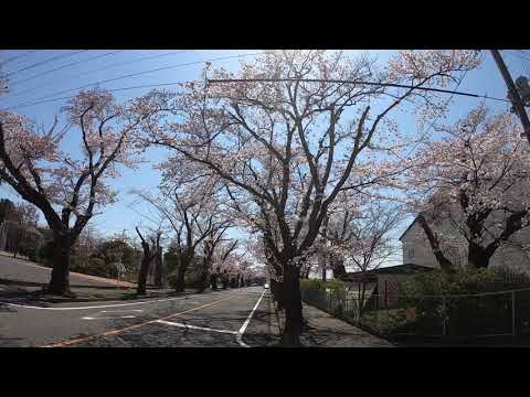 夜ノ森の桜