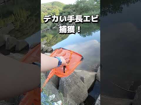 川で遊んで手長エビを捕獲！#shots