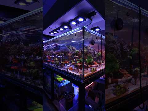 Our AMAZING Coral Farm! #aquarium #fyp #shorts