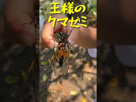 【音量注意】クマゼミつかまえたら鳴き声がすごかった！ #昆虫#兄弟 #虫#虫捕り #セミ #クマゼミ #insects