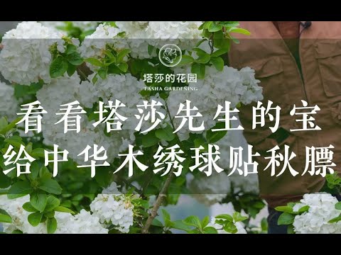 看看塔莎先生的宝 给中华木绣球贴秋膘