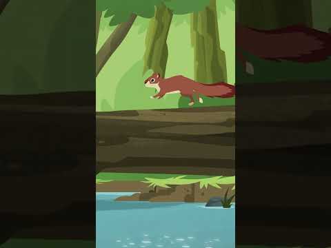 Wild Kratts | Squirrel vs. Butternut Kayak | PBS KIDS #Shorts