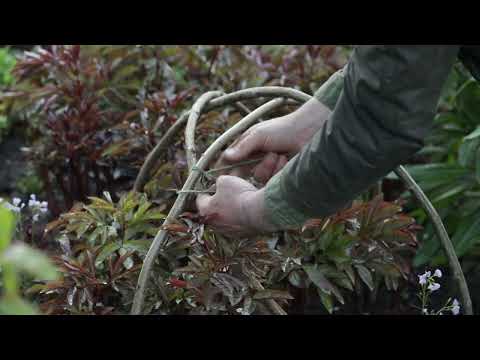 Peony supports | Troy Scott Smith from Sissinghurst explains how to stake peonies