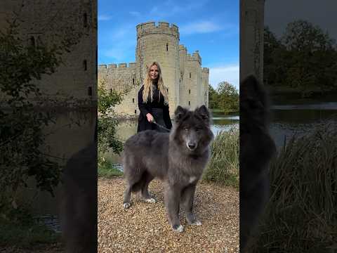 HUGE DIRE WOLF - Game of Thrones #direwolf #wolf #bluewolf