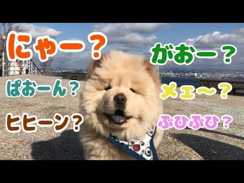 チャウチャウの子犬は「ワン」と言わない...？