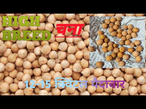 High Breed Chana variety high production