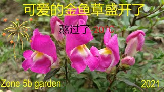 能熬过零下20°C的金鱼草  Snapdragon season again