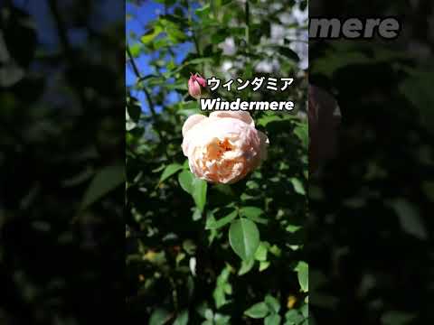 四季咲きの美しさ：イングリッシュローズ ウィンダミア Windermere⠀クリーム色の秋花が咲いた。2024年12月3日⠀デビッド・オースチンDavid Austinのシュラブローズ。