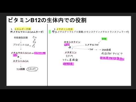 ビタミンB12の生体内での役割