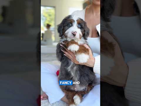 Enzo 🐾 #puppyshorts #bernedoodlepuppy #minibernedoodles #merlebernedoodle