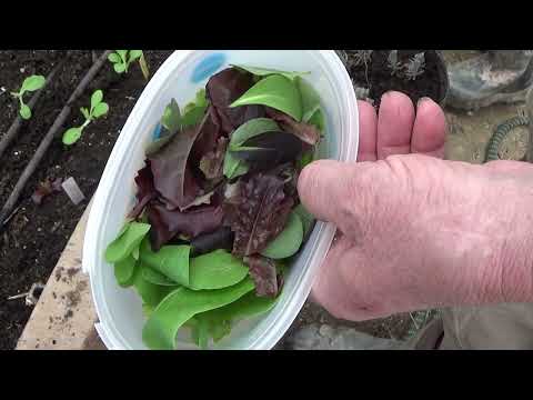 First Leafy Greens Harvest From The Bedhouse Greenhouse