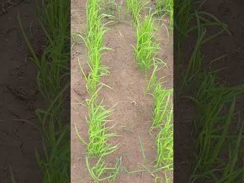 Direct seeded rice #rice #shorts #agriculture