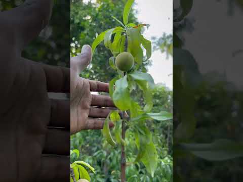 #Peach 🍑 #fruit #love #china #india #newdehli #lahore #special #viral #trending #pakistan #fpy