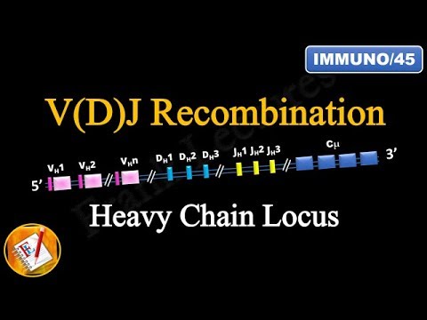 VDJ Recombination (PART 2) - Ig Heavy Chain Locus (FL-Immuno/45)